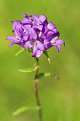 Wild Clustered Bellflower (Campanula glomerata) in a meadow on a summer evening, Auvergne, France