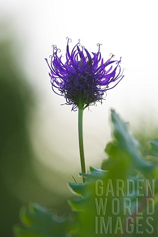 Roundheaded_Rampion_Phyteuma_orbiculare_in_the_evening_against_the_light_on_a_dry_meadow_Auvergne_Fr