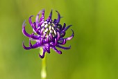 Round-headed Rampion (Phyteuma orbiculare) in the evening on a dry meadow, Auvergne, France