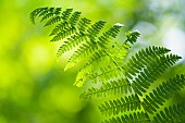 Light and shade on an Brakern Fern (Pteridium aquilinum) in a forest, Auvergne, France