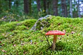 Fly agaric (Amanita muscaria) near a young shoot of Silver fir (Abies alba) in the Livradois-Forez Regional Nature Park, Auvergne, France