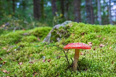 Fly_agaric_Amanita_muscaria_near_a_young_shoot_of_Silver_fir_Abies_alba_in_the_LivradoisForez_Region