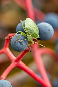 Southern green shield bug (Nezara viridula) on Virginia creeper (Parthenocissus sp.) berries, Piedmont, Italy