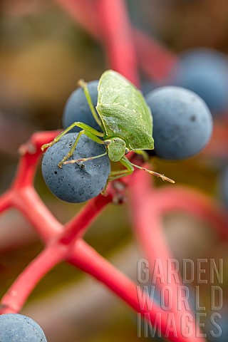 Southern_green_shield_bug_Nezara_viridula_on_Virginia_creeper_Parthenocissus_sp_berries_Piedmont_Ita