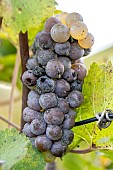 Grapes infected with Botrytis bunch rot (Botrytis cinerea) in its noble form, full rotten stage, Barolo, Langhe Roero and Monferrato, Province of Cuneo, Piedmont, Italy