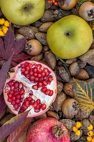 Pomegranates_apples_medlars_almonds_autumn_fruits_et_leaves