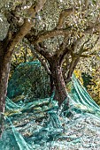 Harvesting Frantoio olives using nets in a garden in Provence, Bouches-du-Rhone, France