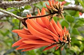 Common Coral-tree (Erythrina lysistemon), flowers