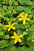 Round-leaved St Johns-wort (Hypericum nummularium), flowers