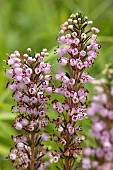 Cornish heath (Erica vagans), flowers