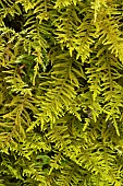 Curled hookmoss (Palustriella commutata) on a petrifying spring