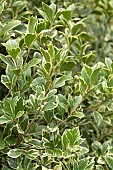 Variegated holly Osmanthus (Osmanthus heterophyllus Variegatus), foliage