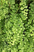 Southern Maidenhair Fern (Adiantum capillus-veneris), folaige