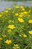 Large-flower primrose-willow (Ludwigia grandiflora), flowers