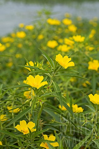 Largeflower_primrosewillow_Ludwigia_grandiflora_flowers
