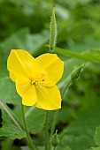 Chinese celandine poppy (Stylophorum lasiocarpum), flower