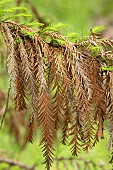 Montezuma Cypress (Taxodium mucronatum), foliage