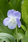 Tall violet (Viola elatior), flower