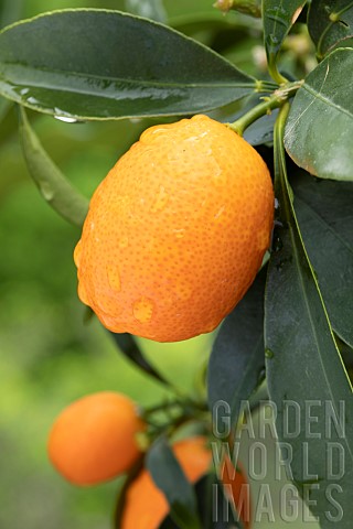 Kumquat_Fortunella_margarita_fruit