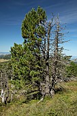 Dying stone pine (Pinus cembra) on Mont Mezenc, Haute-Loire, France