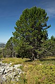 Stone pine (Pinus cembra) on Mont Mezenc, Haute-Loire, France