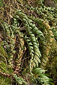Common polypody (Polypodium vulgare) desiccated, will revival after drought