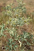 Field eryngo (Eryngium campestre)