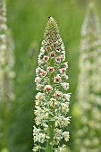 White mignonette (Reseda alba), flowers