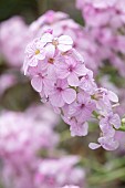 Persian stonecress (Aethionema grandiflorum), flowers