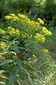 Wood ragwort (Senecio ovatus), flowers