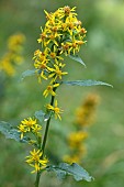 European goldenrod (Solidago virgaurea), flowers