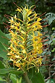 Yellow Ginger Lily (Hedychium gardnerianum), flowers