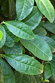 Tea plant (Camellia sinensis), foliage
