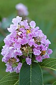 Crape Myrtle (Lagerstroemia limii), flowers