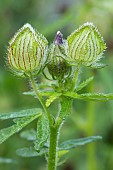 Bladder ketmia (Hibiscus trionum), fruit