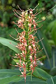 Scarlet gingerlily (Hedychium coccineum), flowers