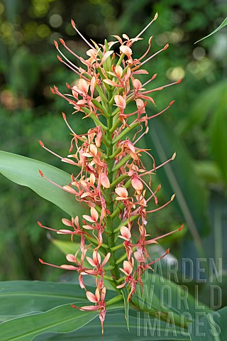 Scarlet_gingerlily_Hedychium_coccineum_flowers