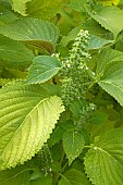 Chinese green perilla (Perilla frutescens), flowers