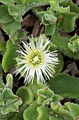 Crystalline iceplant (Mesembryanthemum crystallinum), flower