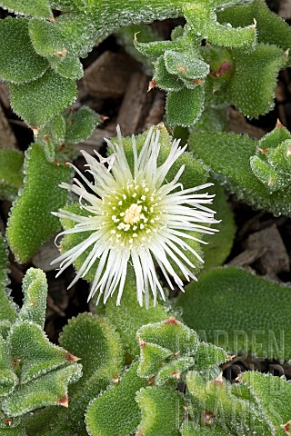 Crystalline_iceplant_Mesembryanthemum_crystallinum_flower