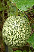Fig Leaf Gourd (Cucurbita ficifolia), fruit