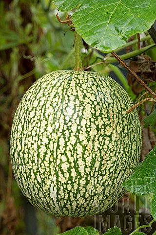 Fig_Leaf_Gourd_Cucurbita_ficifolia_fruit
