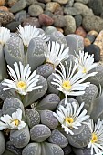 Pebble plant (Lithops marmorata), flowers