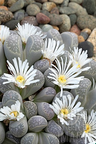 Pebble_plant_Lithops_marmorata_flowers