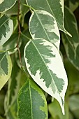 Variegated weeping fig (Ficus benjamina Variegata), leaves