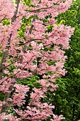 Chinese mahogany (Toona sinensis Flamingo)