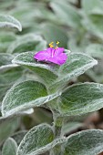 White Velvet (Tradescantia sillamontana), flower