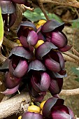 Velvet bean (Mucuna sempervirens), flowers