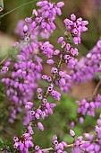 Bell heather (Erica cinerea), flowers