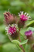 Lesser burdock (Arctium minus), flowers